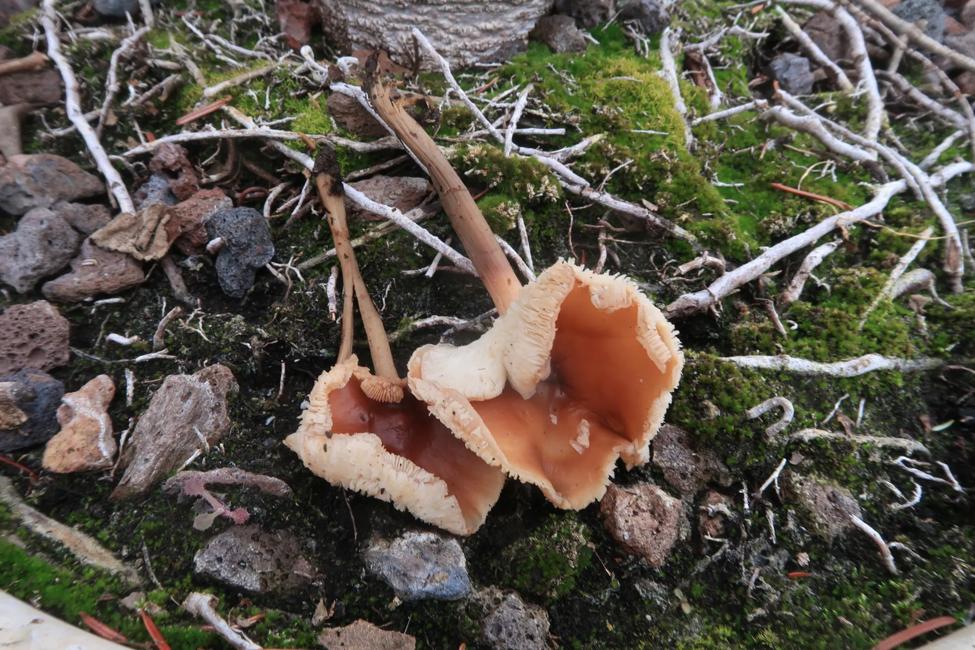 Rhodocollybia prolixa - 1 - IMG_6871